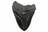 Fossil Megalodon Tooth - Massive River Meg #306312-1